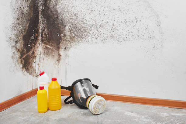 Best Toxic Mold Removal  in Plantsville, CT