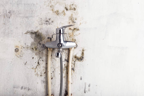 Reliable Plantsville, CT Mold Removal Solutions