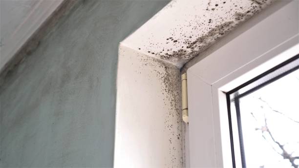 Best Black Mold Removal  in Plantsville, CT