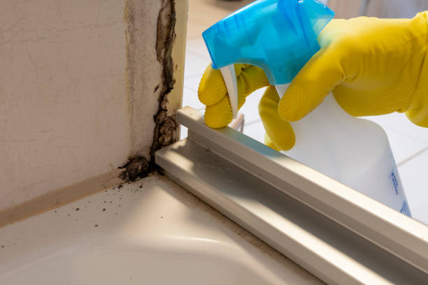 Best Commercial Mold Removal  in Plantsville, CT