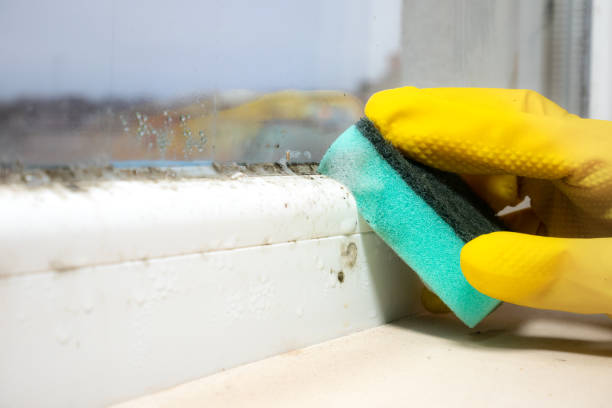 Best Mold Testing  in Plantsville, CT