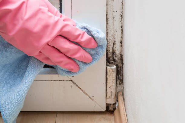 Best Emergency Mold Removal  in Plantsville, CT