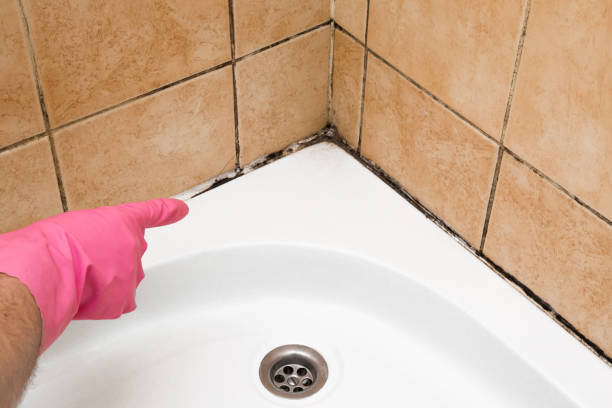 Best Mold Removal Company Near Me  in Plantsville, CT