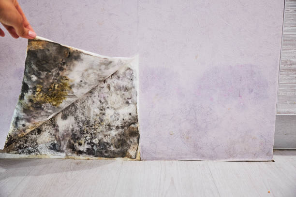 Best Commercial Mold Removal  in Plantsville, CT